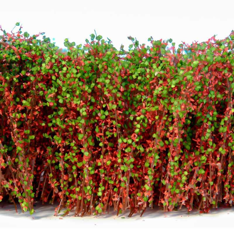 Arbustos Altos - Rojo verde
