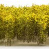 Arbustos Altos - Amarillo Verde
