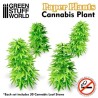 Plantas de Papel - Cannabis