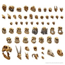 300x Craneos de Criaturas 1:48-1:35