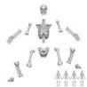 Esqueletos humanos posicionables 1:48