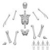 Esqueletos humanos posicionables 1:35