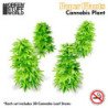 Plantas de Papel - Cannabis