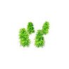 Plantas de Papel - Cannabis